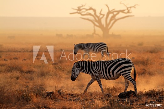 Picture of Plains zebras in dust Amboseli National Park